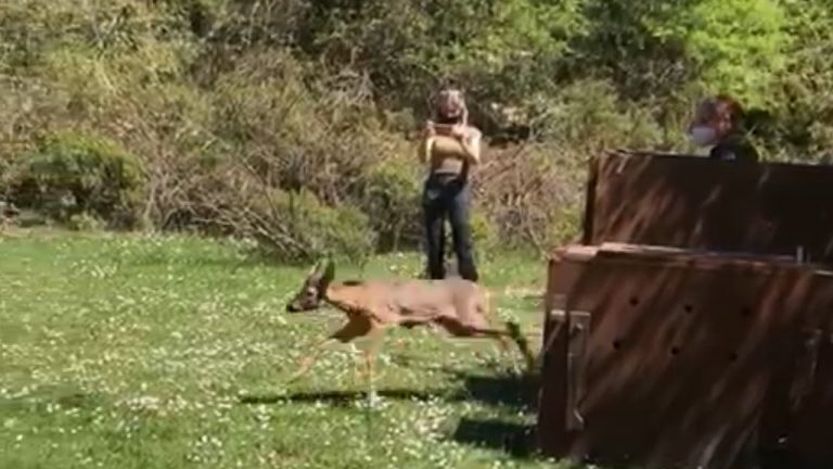 ► VIDEO – Liberati in natura, sui Monti Lucretili, i due caprioli salvati a Rieti