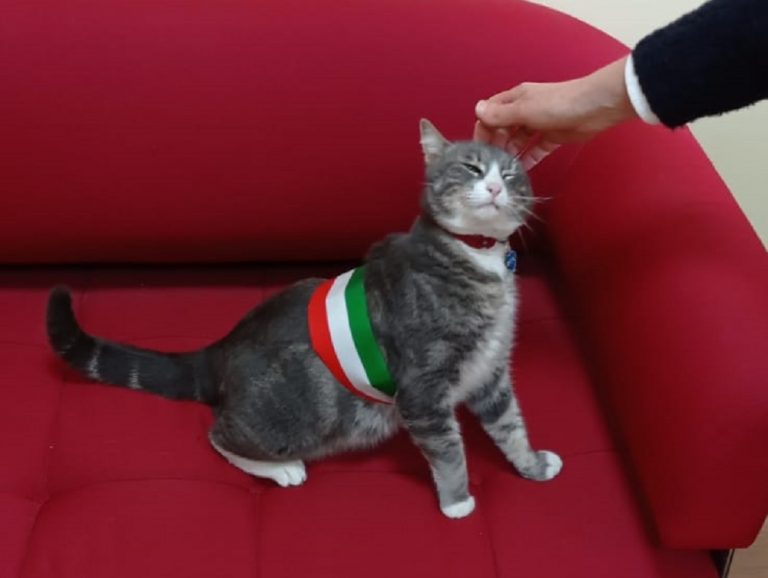 Spillo, la storia del gatto sindaco di Stimigliano