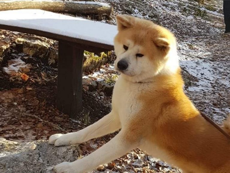 Otto è scomparso da Piedicolle (Rivodutri)