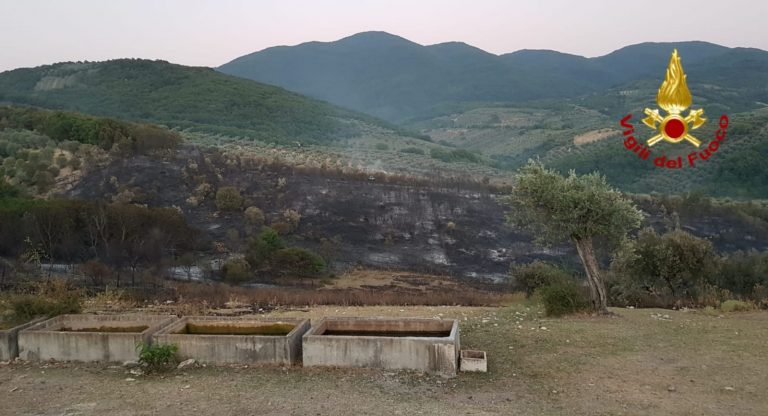 In fiamme 29 ettari tra uliveti, sterpaglie e bosco