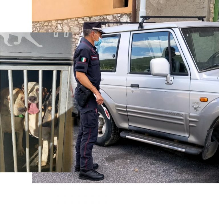Contigliano, maltrattamento su 15 cani segugio. Sequestrati dai Carabinieri Forestali