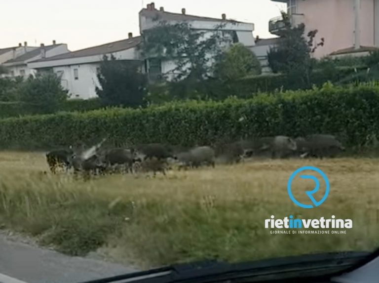 Famiglia di cinghiali a passeggio in via Oreste di Fazio