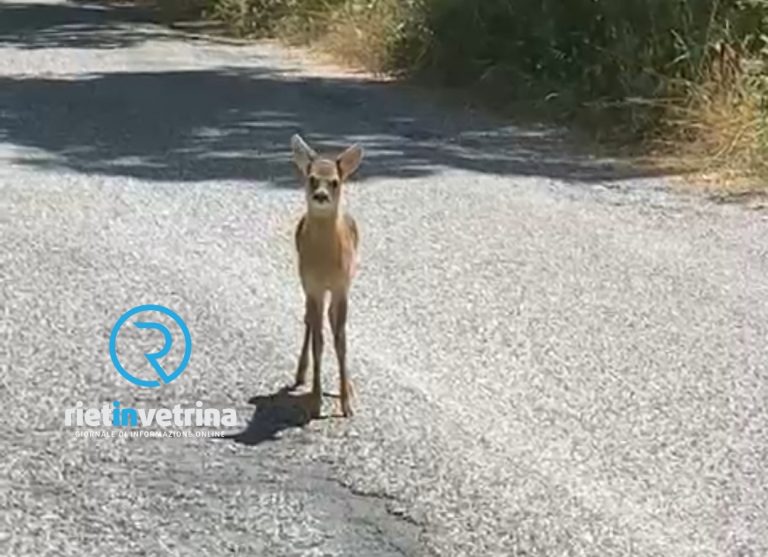 ►VIDEO – Un piccolo di capriolo gioca in strada nel Cicolano (Rieti)
