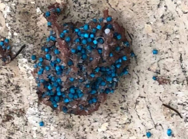 Segnalate nuove polpette avvelenate a Campoloniano