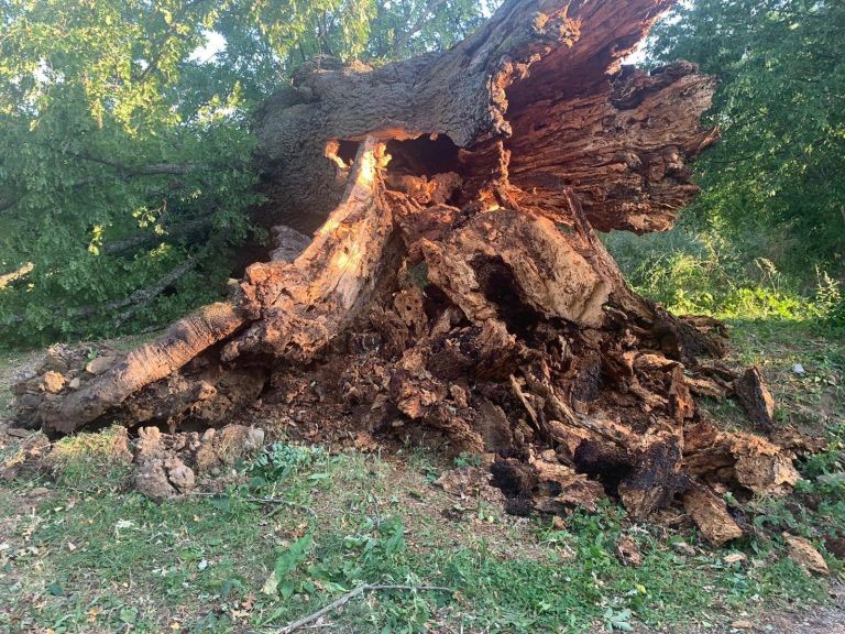 Amatrice, bufera di vento abbatte la Quercia di Sant’Angelo. Con i suoi 600 anni tra le più antiche d’Italia