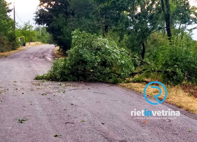 Maltempo, albero caduto sulla provinciale per Castelfranco