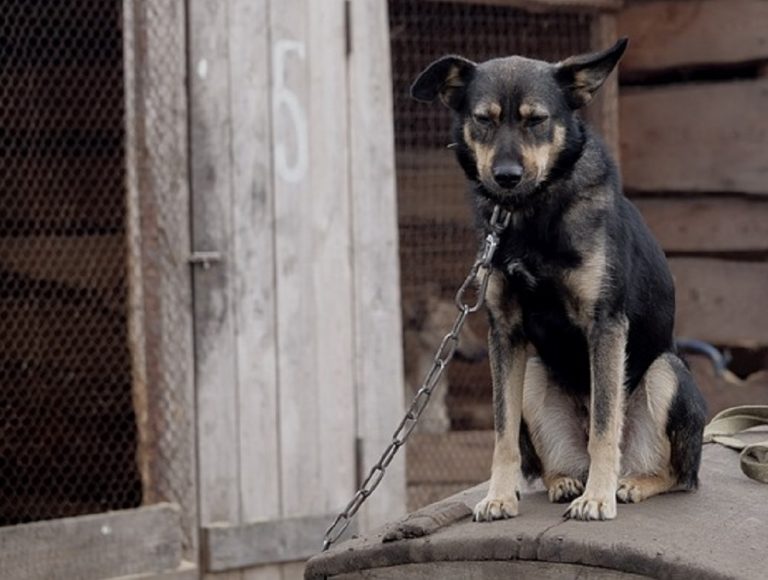 Su proposta OIPA la Regione Lazio vietata la detenzione a catena degli animali d’affezione