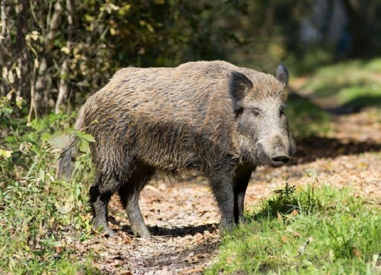 Caccia al cinghiale in selezione, le Associazioni dei cacciatori contestano ATC RI1