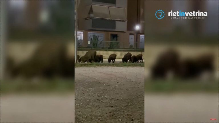 ► VIDEO – Di nuovo cinghiali in strada a Campoloniano
