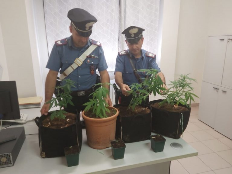 Coltiva piante di marijuana a Montopoli di Sabina, denunciato 30enne romano