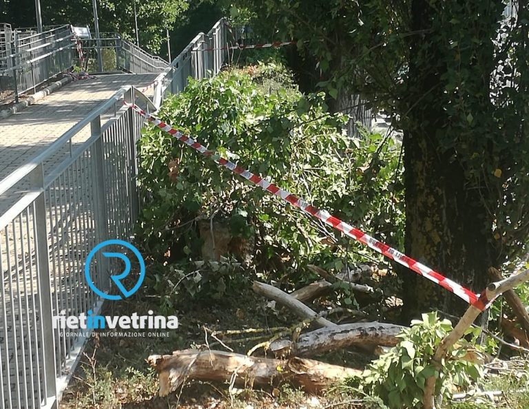 SEI TU IL REPORTER – “In via don Giovanni Olivieri continuano a cadere rami. Serve intervento della Regione”