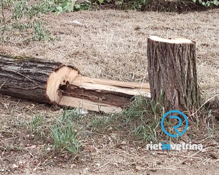 Taglio alberi via Theseider, gruppi d’opposizione: “La Città subisce un’altra ferita”
