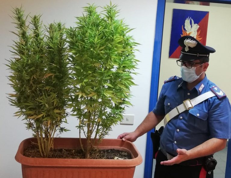 Passo Corese, Carabinieri arrestano 48enne. Coltivava marijuana in mansarda