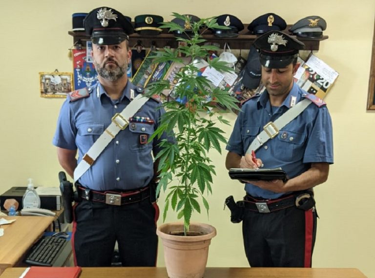 Cantalice, Carabinieri denunciano 20enne per coltivazione di marijuana