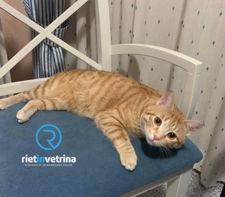 È morto il gatto ferito con la pistola ad aria compressa. La famiglia sporge denuncia