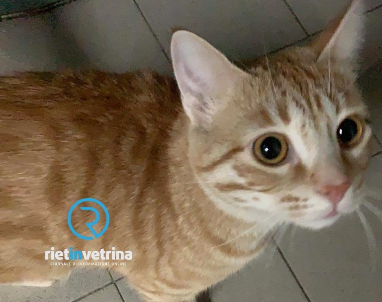 “Il mio gatto ferito a Campoloniano con una pistola ad aria compressa. Ora la sua vita è in pericolo”