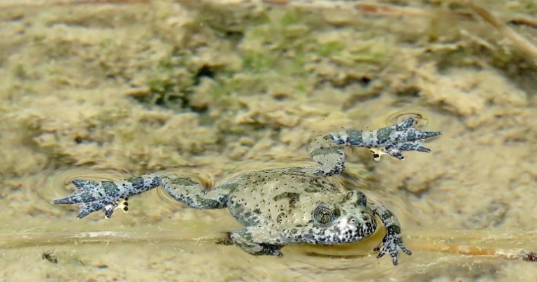 La Riserva Monti Navegna Cervia su Canale 5 domenica 7 novembre. Protagonista l’ululone
