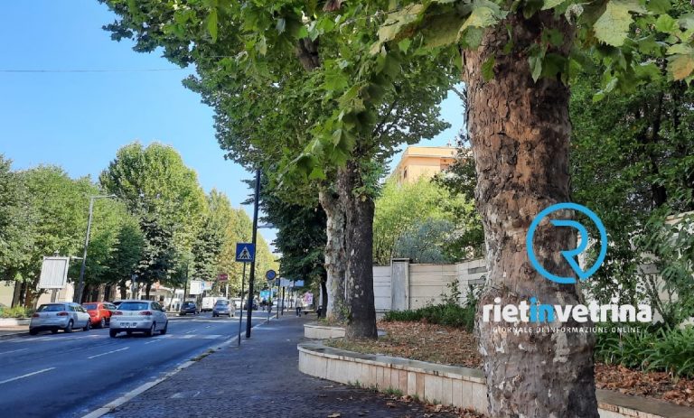 Viale Maraini, assessore Sanesi: “Solo 10 alberi su 230 destano preoccupazione”