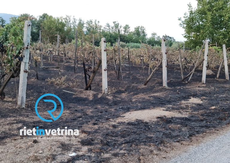 Quel che rimane della vigna andata a fuoco tra Contigliano e Piani Poggio Fidoni