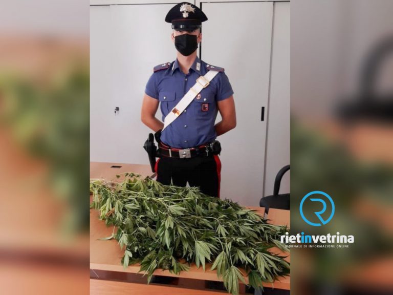 Arrestato 34enne a Pescorocchiano per coltivazione di marijuana e detenzione di hashish