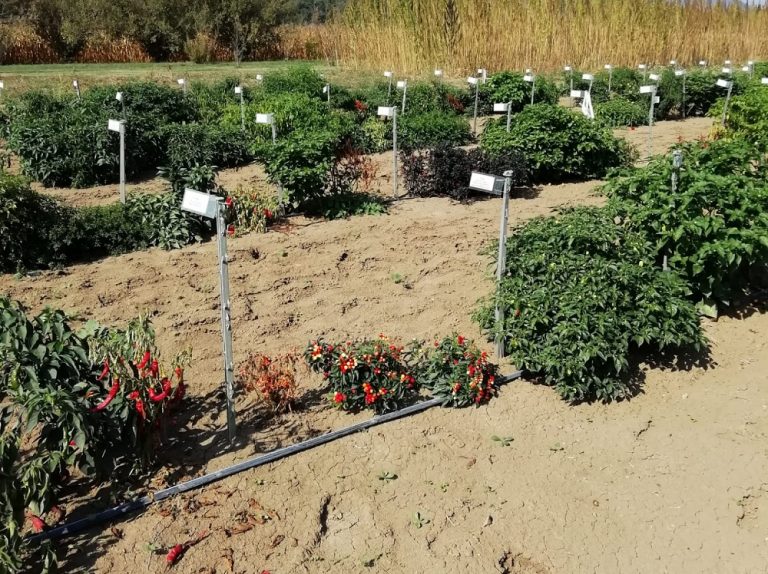Peperoncino, rinviato all’8 ottobre l’Open Day al campo catalogo
