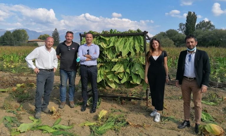 Coldiretti Rieti, al via la raccolta del tabacco nell’ambito del progetto “Kentucky”