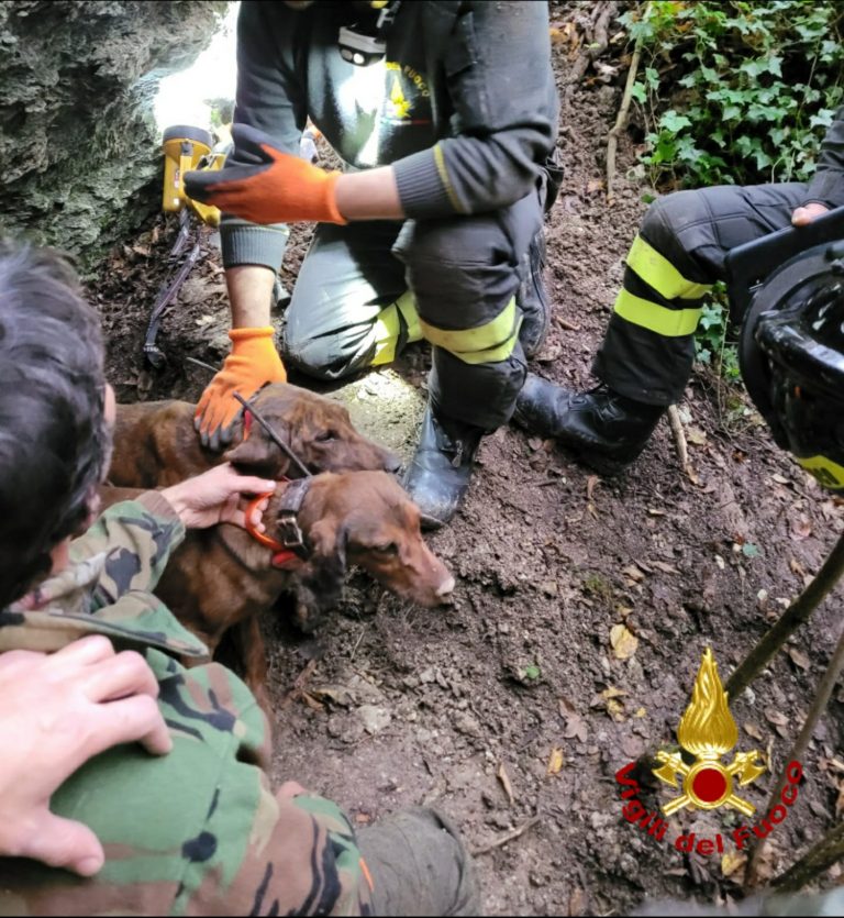 Cani da caccia bloccati dentro una grotta. Salvati dai Pompieri