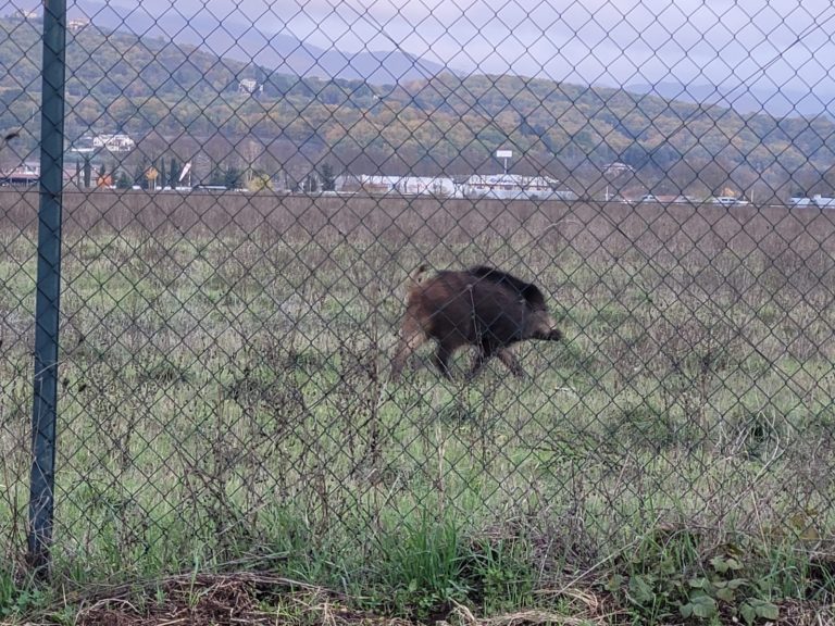 SEI TU IL REPORTER – Un cinghiale a passeggio in via Rosatelli – VIDEO