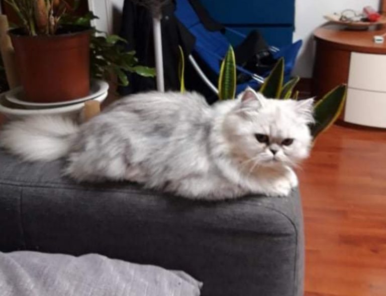 Ci chiedono aiuto per questo gatto smarritosi da alcuni giorni zona Borgo