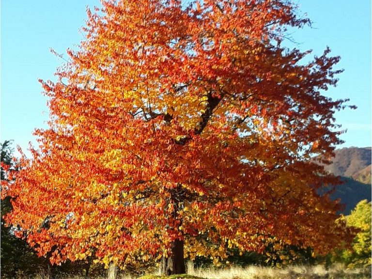 Operatore Forestale, la Regione Lazio  approva i nuovi standard professionali e percorso formativo
