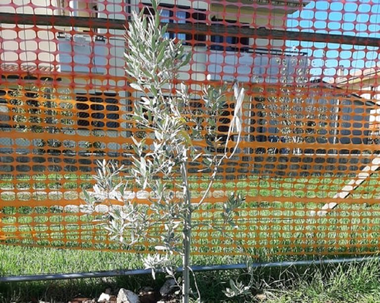 I bimbi dell’Infanzia Fassini piantano tre alberi nel giardino scolastico