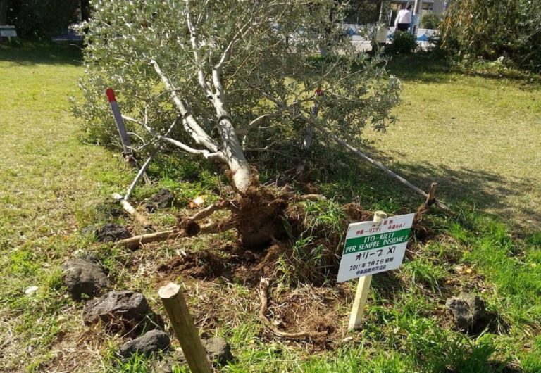 Ad Ito il forte vento sradica ulivo in piazza Rieti