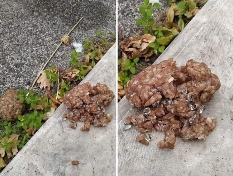 Segnalati a Scandriglia bocconi con pezzi di vetro