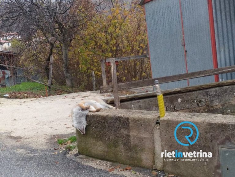 SEI TU IL REPORTER – Trovata volpe morta a Santa Croce di Cantalice