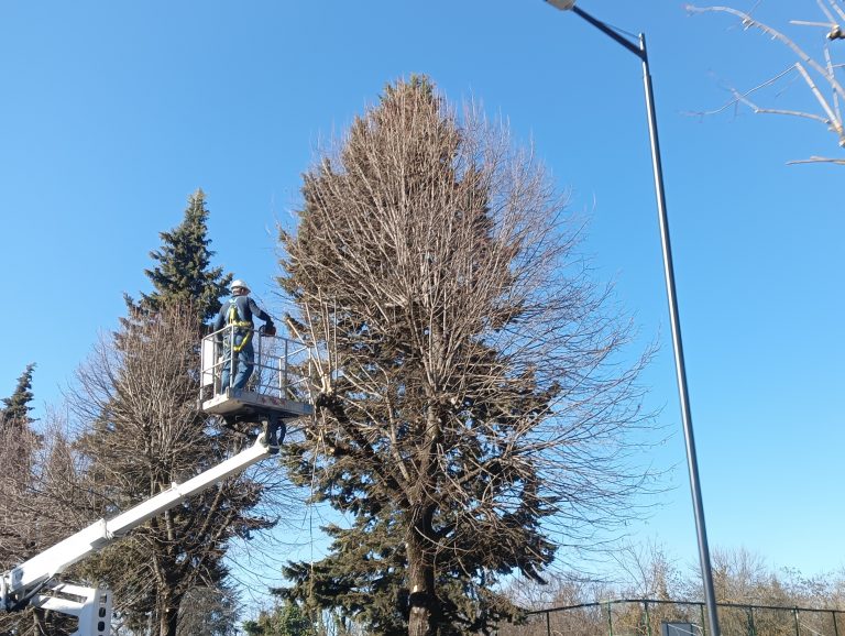 20 – 21 – 24 gennaio lato sinistro di viale Di Benedetto interessato da lavori di potatura