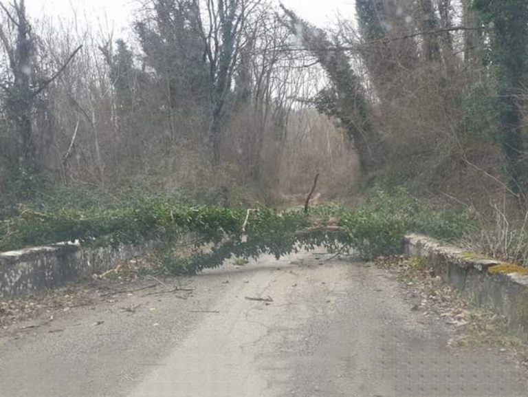 Maltempo, albero cade e blocca la strada tra Girgenti e Pescorocchiano