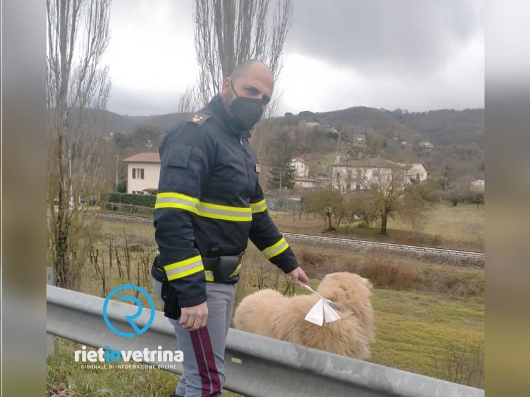 Avvista un cane in strada, lo ferma e chiede aiuto alla Polizia. Salvato