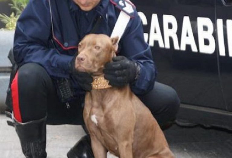 Amatrice, Carabinieri denunciano 30enne per maltrattamento di animale