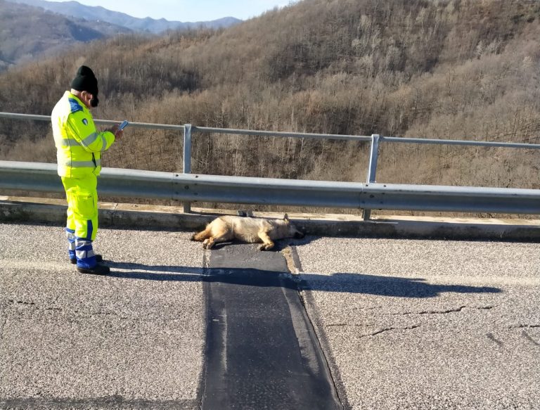 Trovato un lupo morto sulla strada tra Petrella Salto e Gamagna
