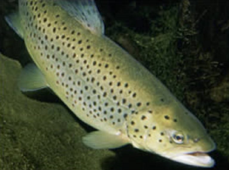 Regione Lazio e Arsial per promuovere la filiera della pesca e l’enogastronomia territoriale