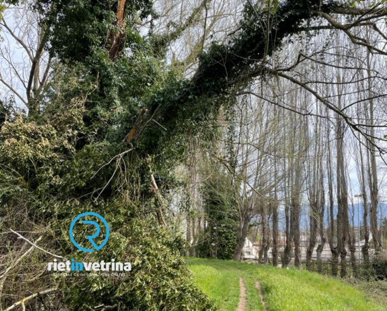 SEI TU IL REPORTER – “Questo albero è un pericolo per i pedoni”
