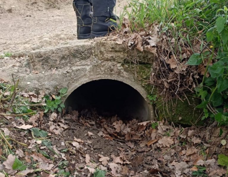 Due cani rimasti incastrati in un tubo di drenaggio per l’acqua piovana salvati a Tarano