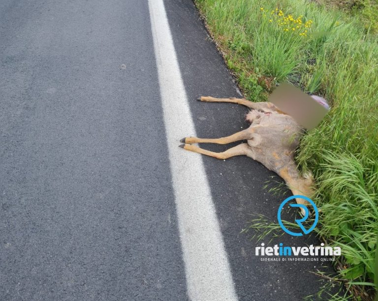 Daino senza vita trovato a Piani Poggio Fidoni (Rieti)