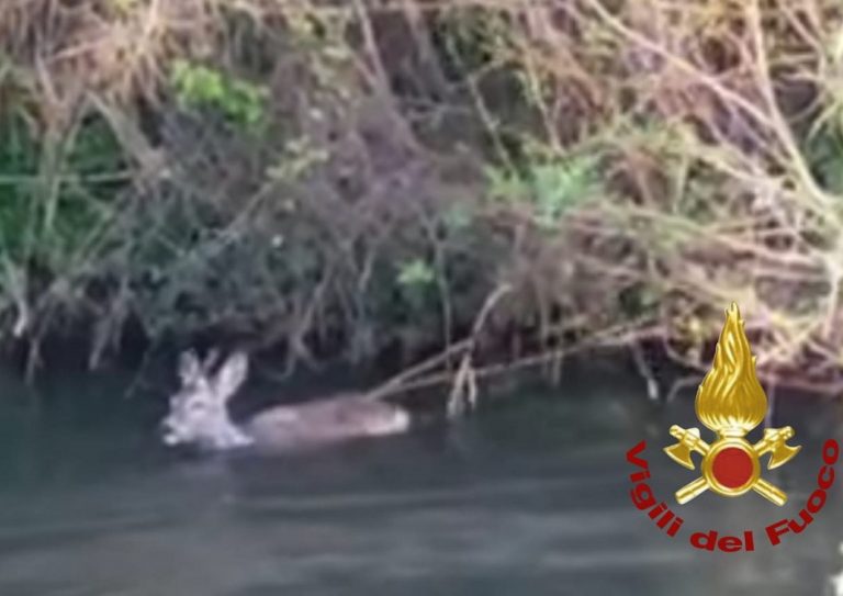 Vigili del Fuoco salvano Capriolo caduto nel Fiume Velino