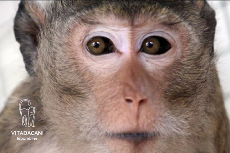Associazione Vita da Cani: “A rischio il futuro del gruppo di Macachi che vive nel Parco Faunistico Piano dell’Abatino”