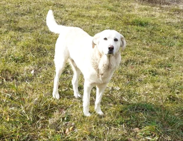 Aiutateci a ritrovare Rambo, cane smarrito zona Nucleo Industriale
