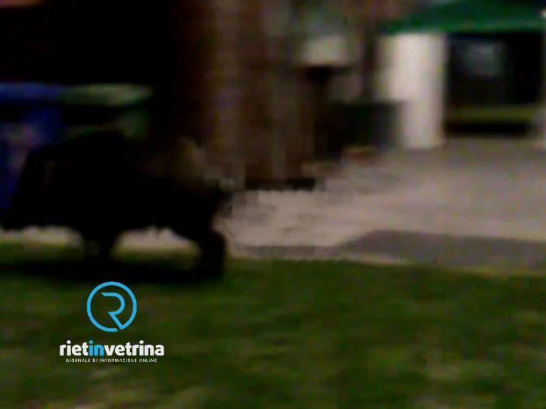 ► VIDEO – Rieti, Cinghiale a passeggio attorno allo stadio Centro d’Italia