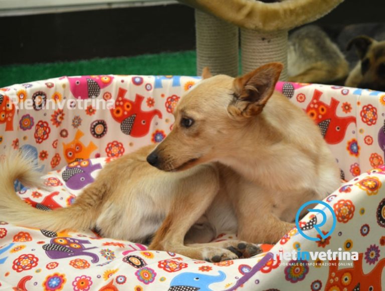 Nuovo “Microchip Day”, sabato 4 giugno sempre a Rieti