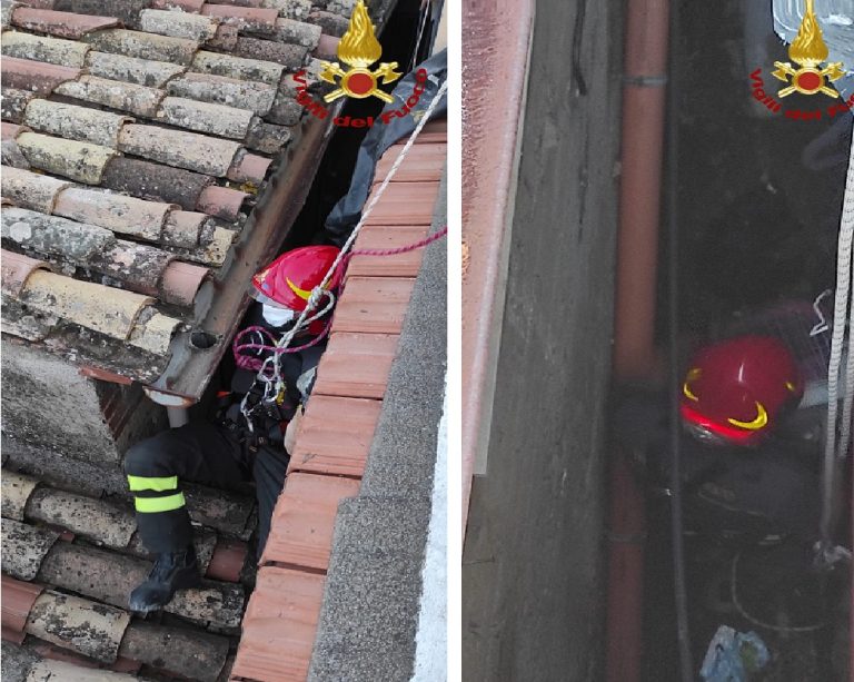 Vigili del Fuoco salvano cane Barboncino incastrato in un’intercapedine