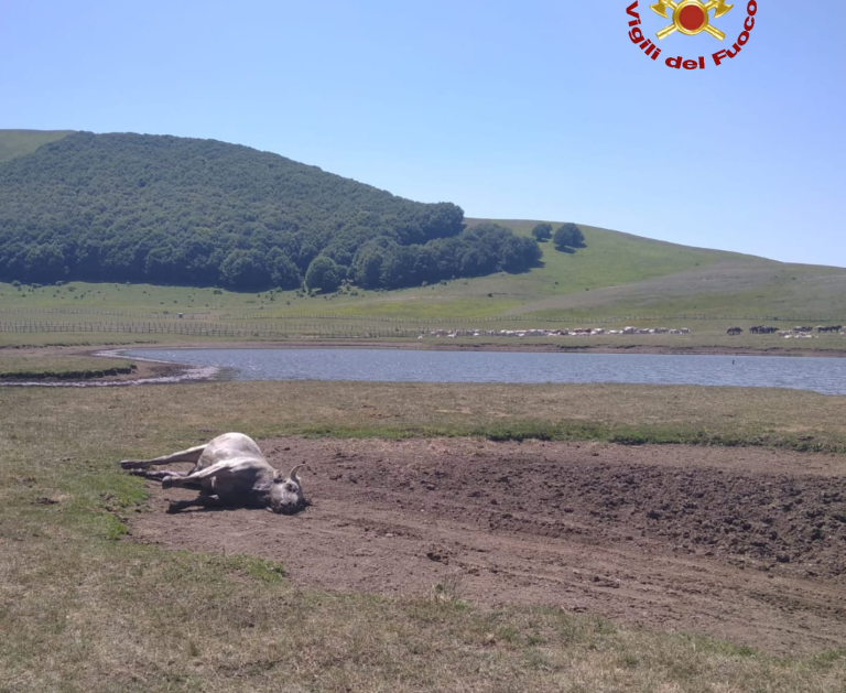Trovato un toro morto a Pantani di Accumoli. Intervenuti i VVF